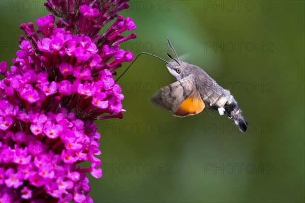 Hummingbird hawk-moth