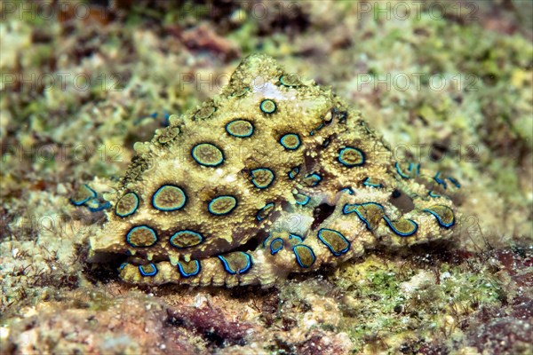 Blue ringed Octopus