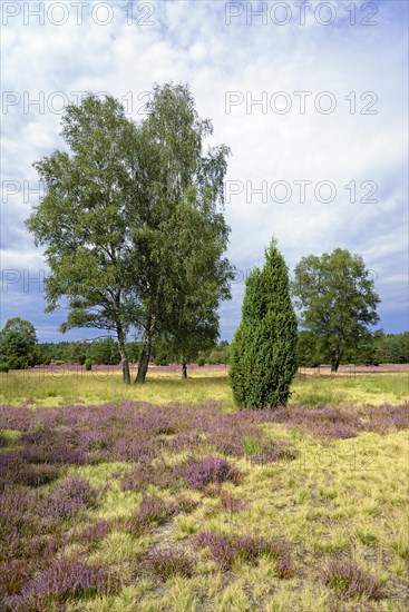 Heathland