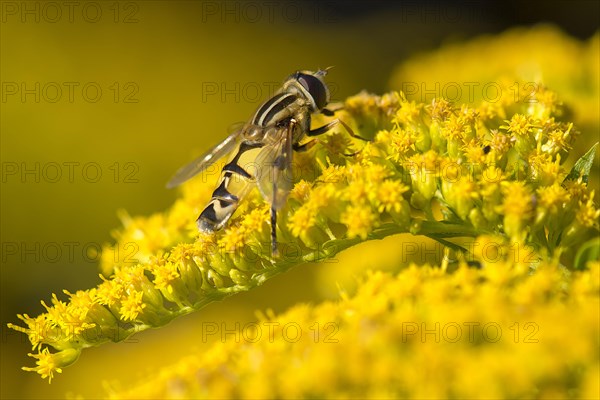 Hoverfly