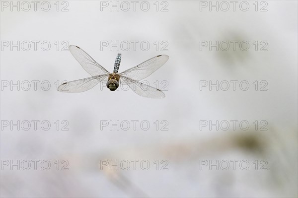 Flying Migrant Hawker