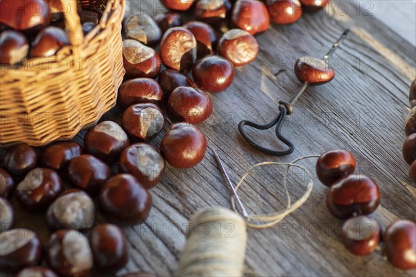 Chestnut string with seeds of the common sweet buckeye