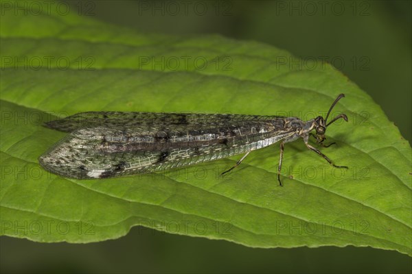 European ant lion