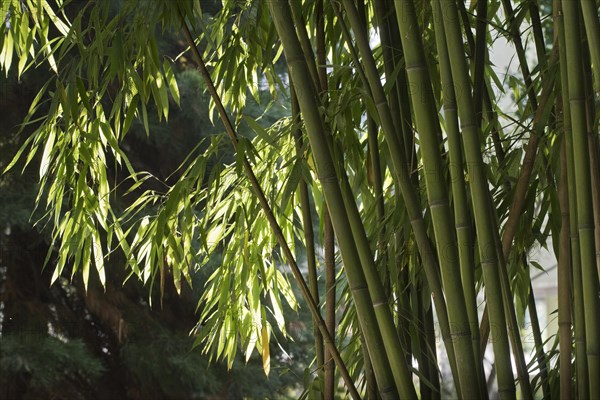 Bamboo