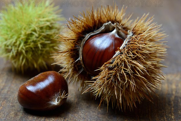 Fruit of the sweet chestnut