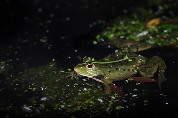 Marsh frog