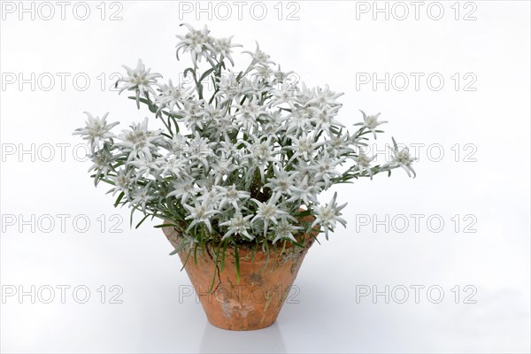 Flowering edelweiss in clay pot