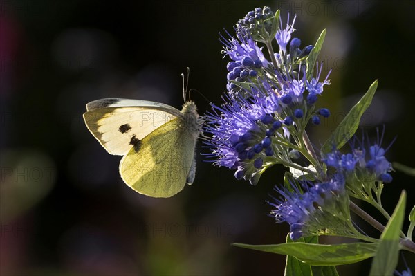 Cabbage butterfly