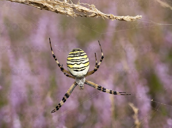 Wasp spider