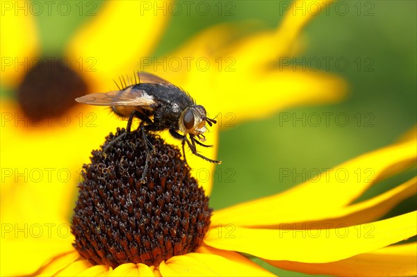 Giant tachinid fly