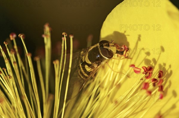 Female hoverfly