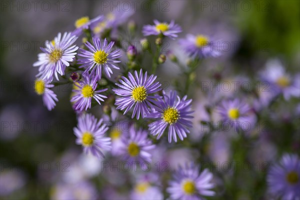 European Michaelmas Daisy