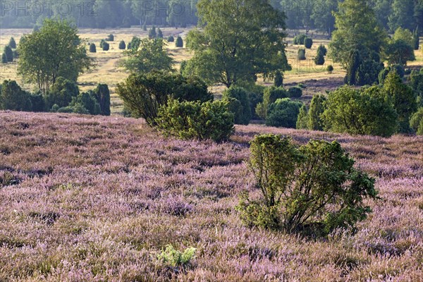 View over the extensive Ellerndorf juniper heath at flowering time of the Common Heather