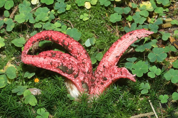 Octopus Stinkhorn