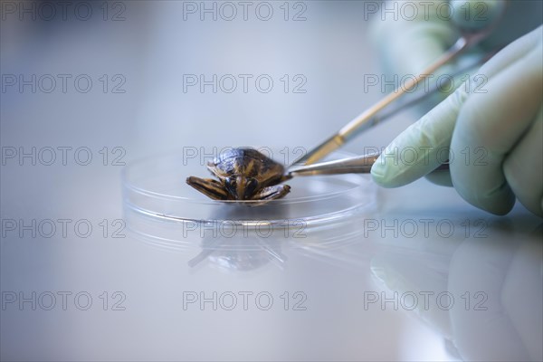 Bugs with petri dish and tweezers in a laboratory with hand and laboratory glove being prepared