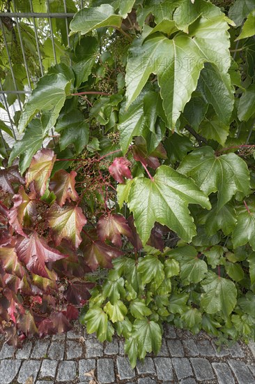 Boston ivy