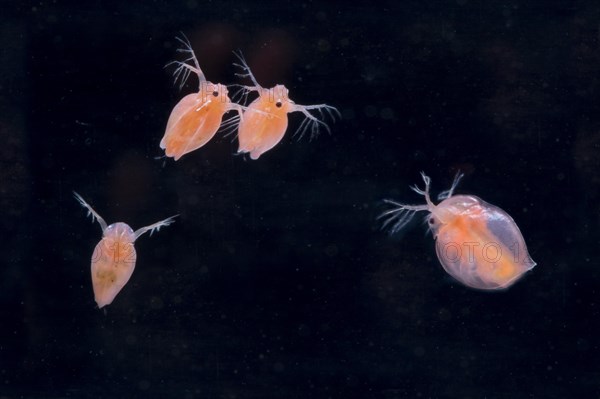 Daphnia magna