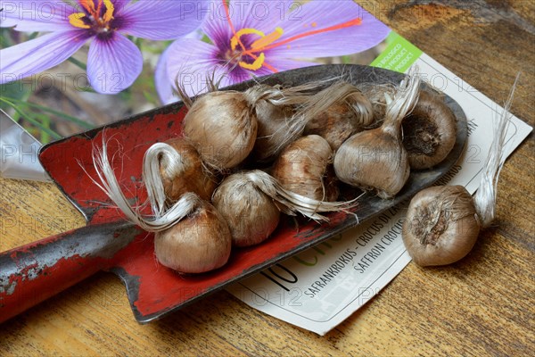 Crocus tubers on planter