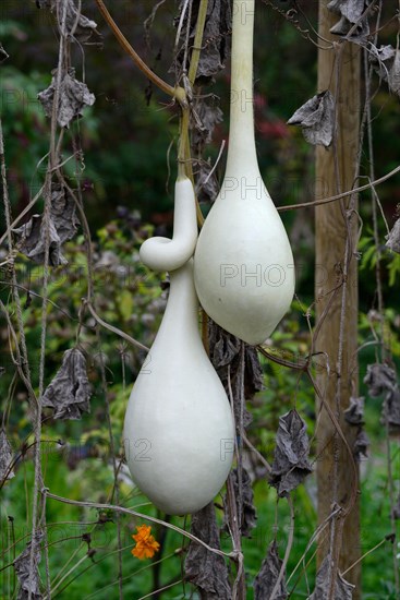 Fruits of the bottle gourd