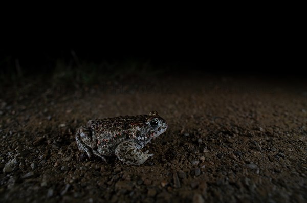 Natterjack toad