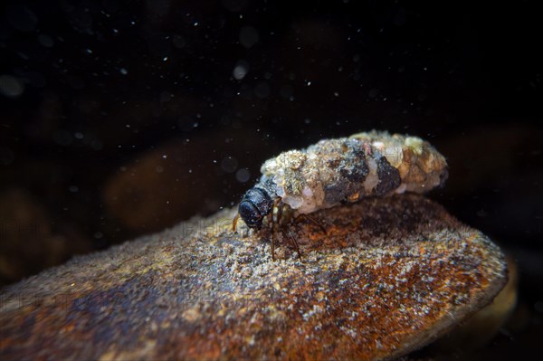 Caddisfly