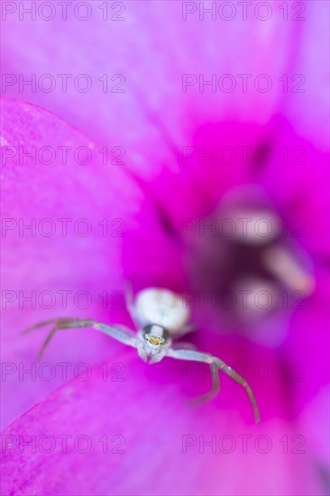 Goldenrod crab spider