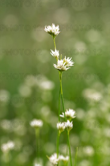 White beak sedge