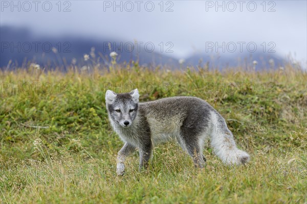Young Arctic fox