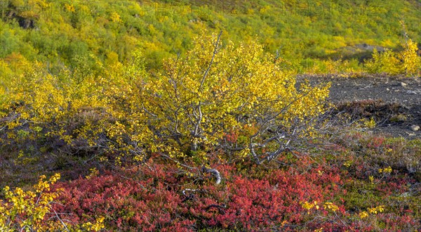 Low birch forest in autumnal colours