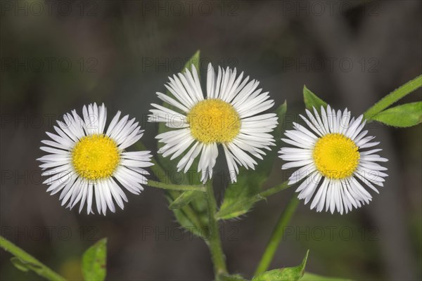 Daisy fleabane