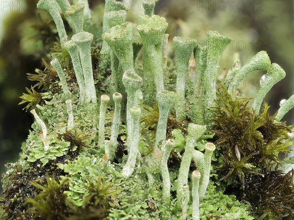 Cup lichen