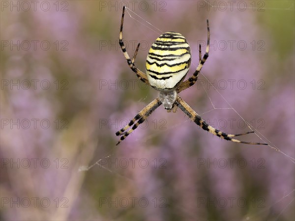 Wasp spider