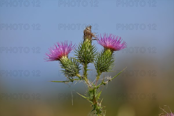 Spear Thistle