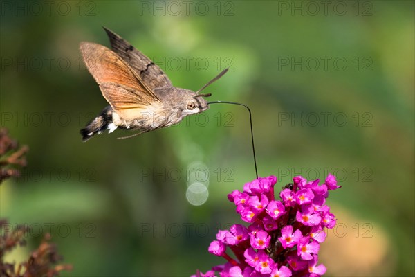 Hummingbird hawk-moth