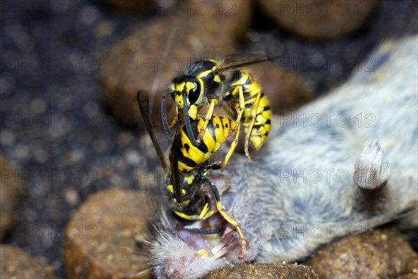 Two Wasps