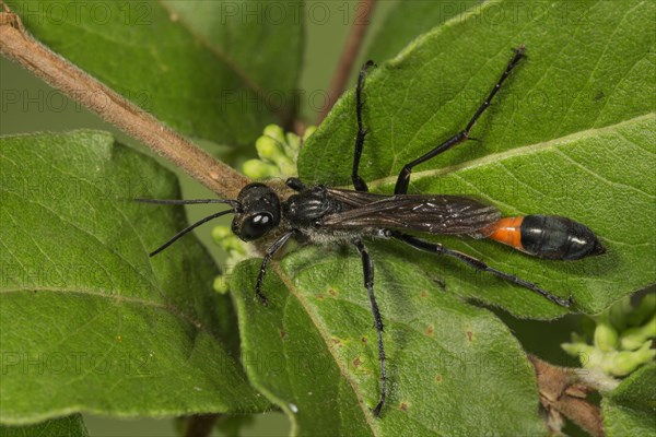 Red banded sand wasp