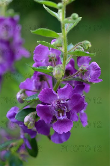 Flowering angelonia