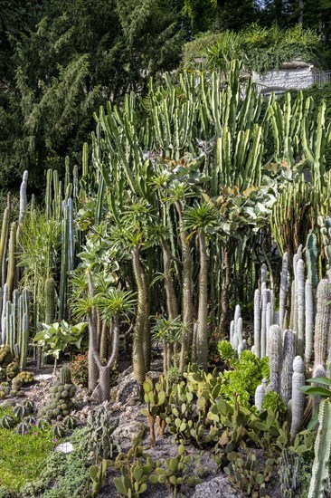 Cacti collection in the town garden of Ueberlingen on Lake Constance