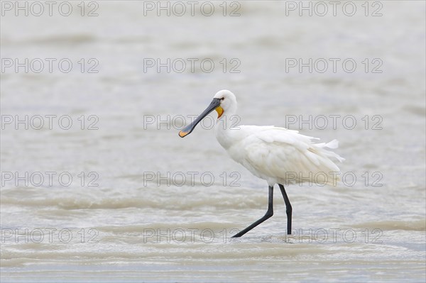 Eurasian spoonbill