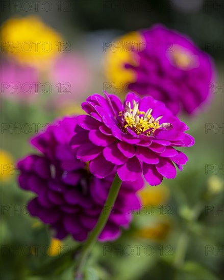 Zinnia