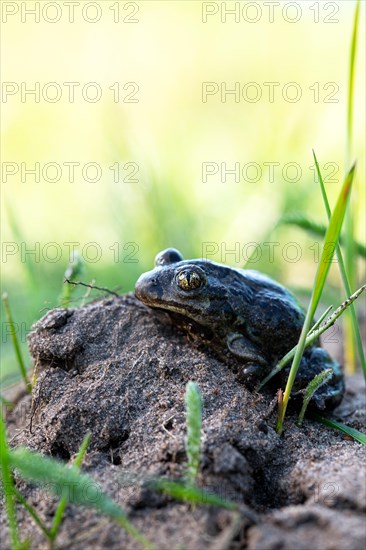 Common spadefoot