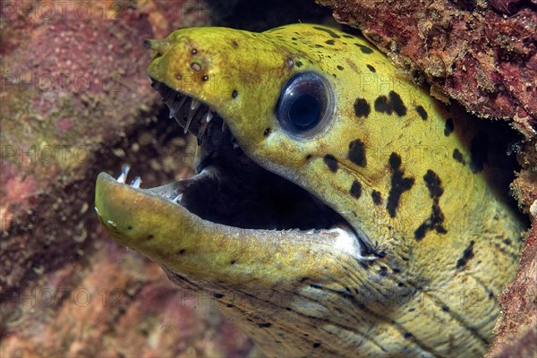 Spotted Fimbriated moray