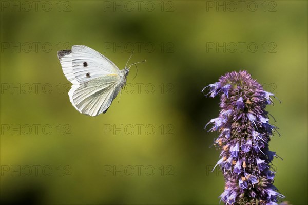 Small white