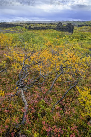 Colourful autumn colours at the basalt formations of Hlooaklettar