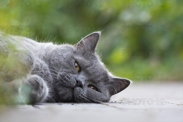 British Shorthair