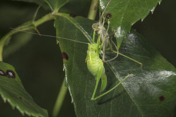 Punctate stick insect