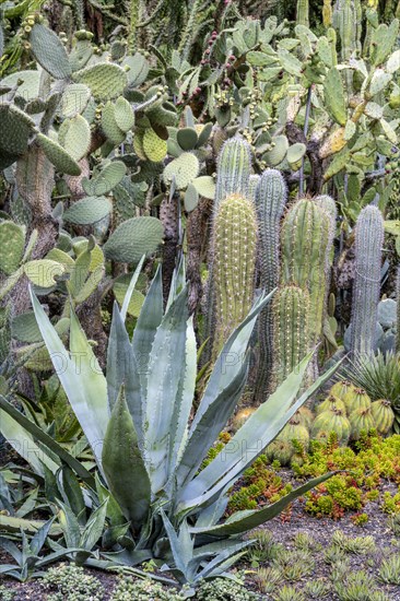 Cacti collection in the town garden of Ueberlingen on Lake Constance