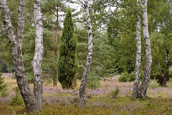 Heathland