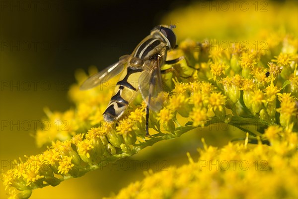 Hoverfly