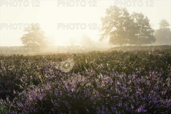 Autumn morning mist at sunrise with flowering Common Heather